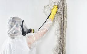 Trusted Willow Springs, MO Mold Removal Services Experts